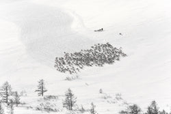 Michel Rawicki - Le troupeau de rennes