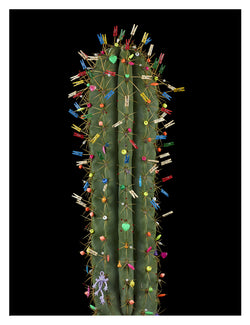 ARNO BANI  - “Navidad”, Cactus Story, 2017