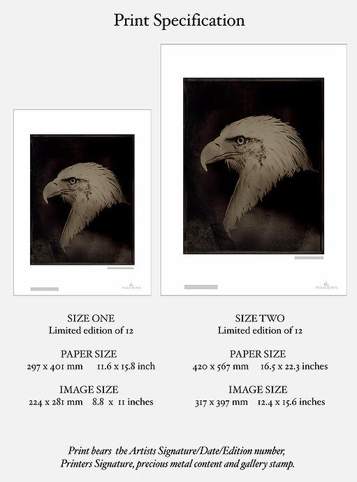 The Eagle by Simon Procter