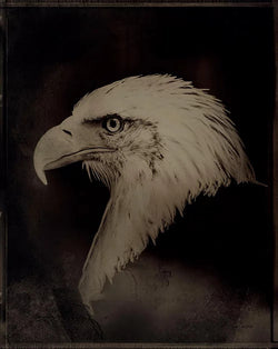 The Eagle by Simon Procter