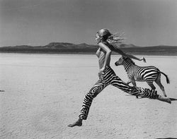 Michel Comte - Zebras