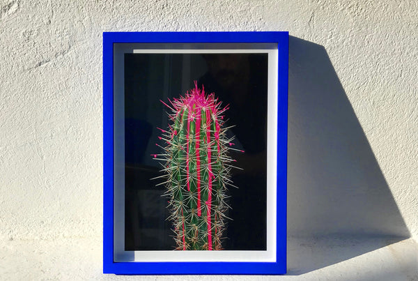 ARNO BANI - “Pink”, Cactus Story, 2017