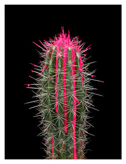 ARNO BANI - “Pink”, Cactus Story, 2017