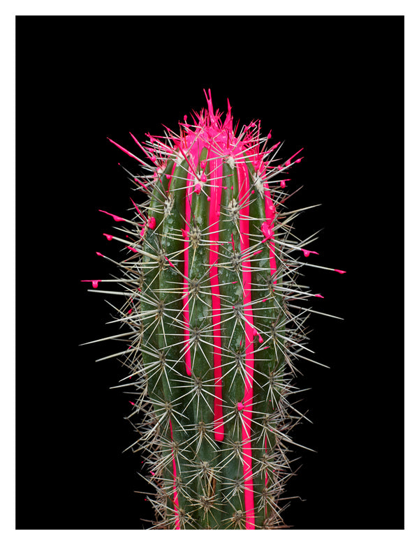 ARNO BANI - “Pink”, Cactus Story, 2017