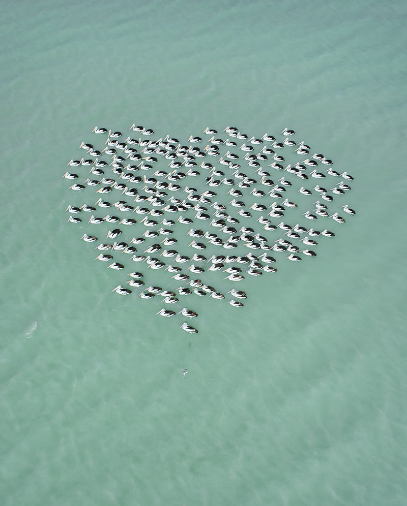 Mat Beetson Pelican Heart - Australia, 2018