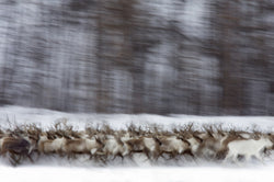 Michel Rawicki - Rennes Sauvages, Siberia