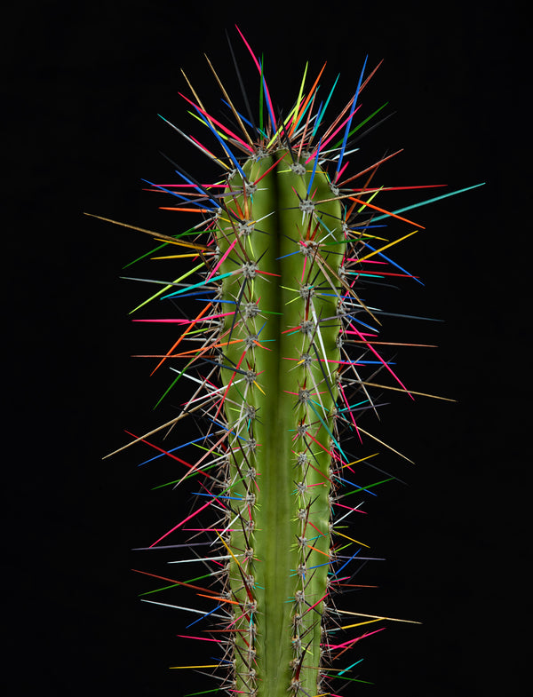 ARNO BANI - “Punk”, Cactus Story, 2017