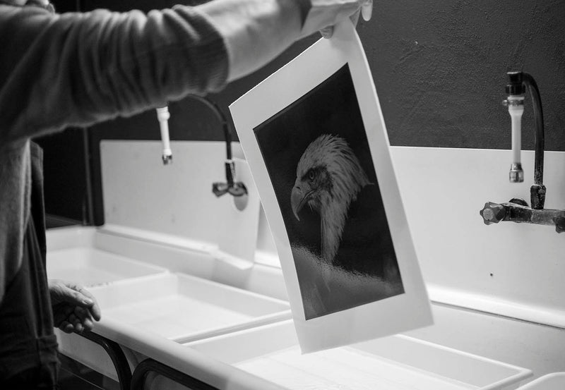 The Eagle by Simon Procter